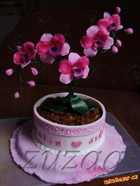Valentýnská orchidej