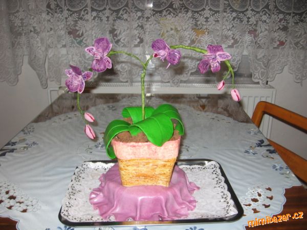 Orchidej k narozeninám