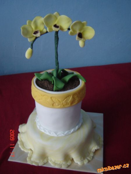 mini orchidea