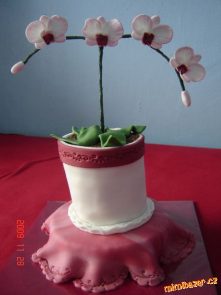 mini orchidea č.2