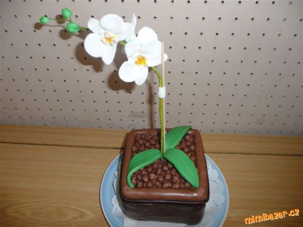 orchidea