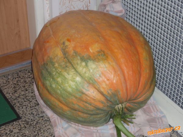 MARMELADA Z DYNĚ