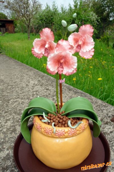 Orchidej