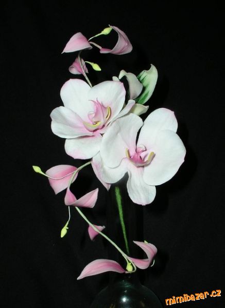 Phalaenopsis, globba, podeňka