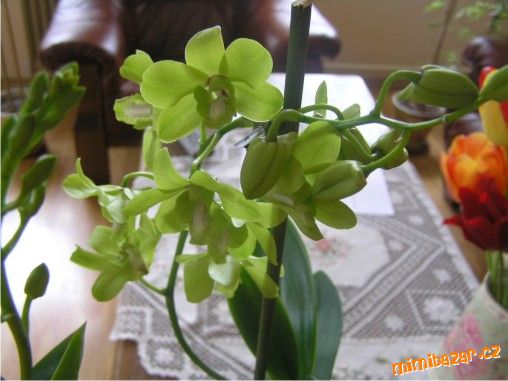 orchidea - DENDROBIUM PHALAENOPSIS - pěstovámí