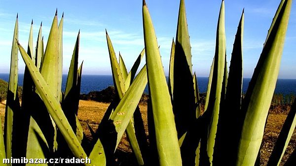 ALOE VERA