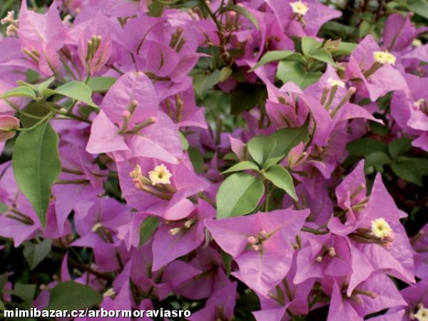 BOUGANVILLEA