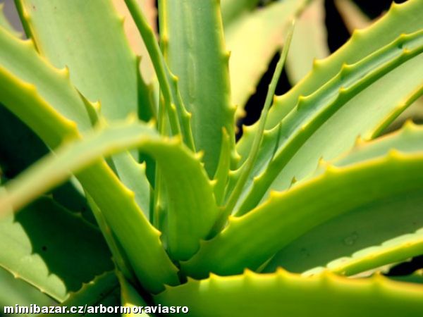 ALOE