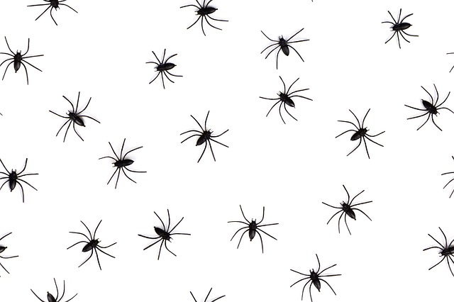 Kde se vzala arachnofobie