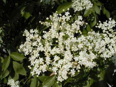 Klášterní sirup-z květu černého bezu