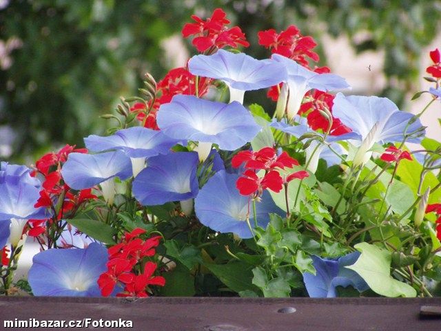 POVÍJNICE ♥Haevy blue♥, TŘAPATKA, SRDCOVKA