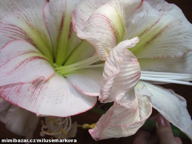 Amarylis bílý - cibule