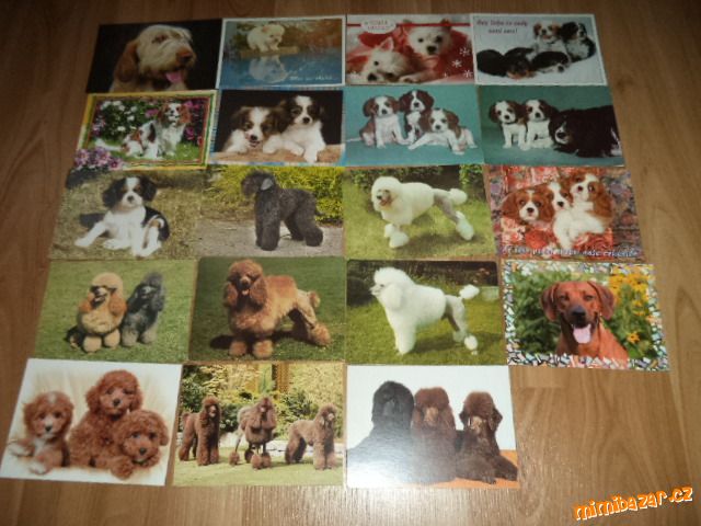 Přijmu výměnou pohlednice zvířat, psů