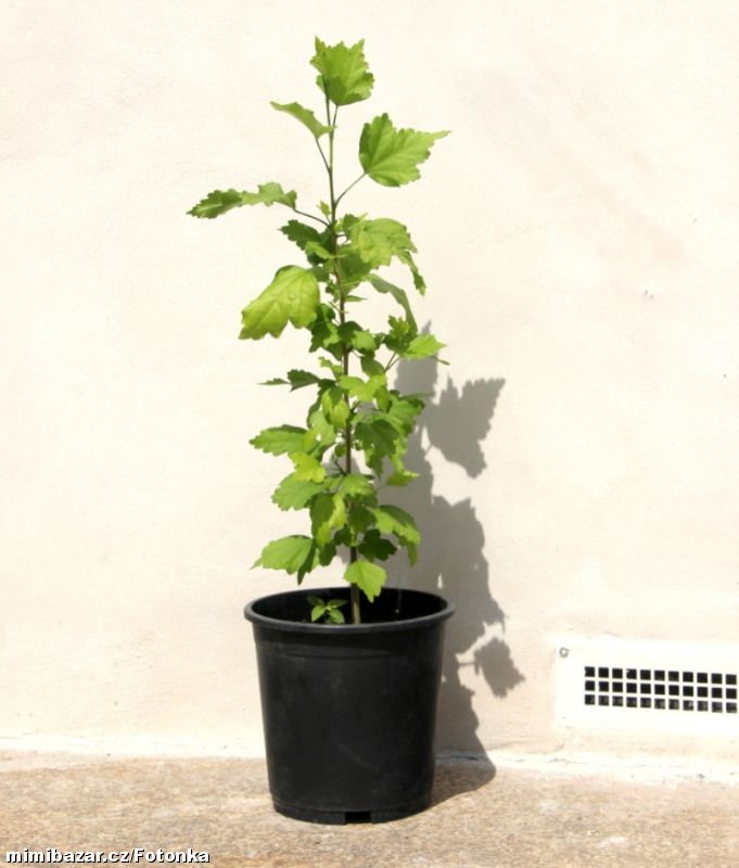 1x venkovní Ibišek syrský lila, Hibiscus syriacus