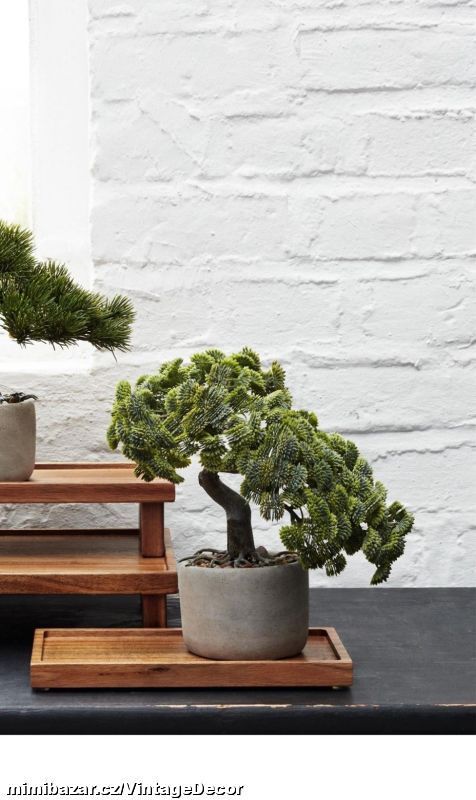 Bonsai CYPŘIŠ...SKLADEM
