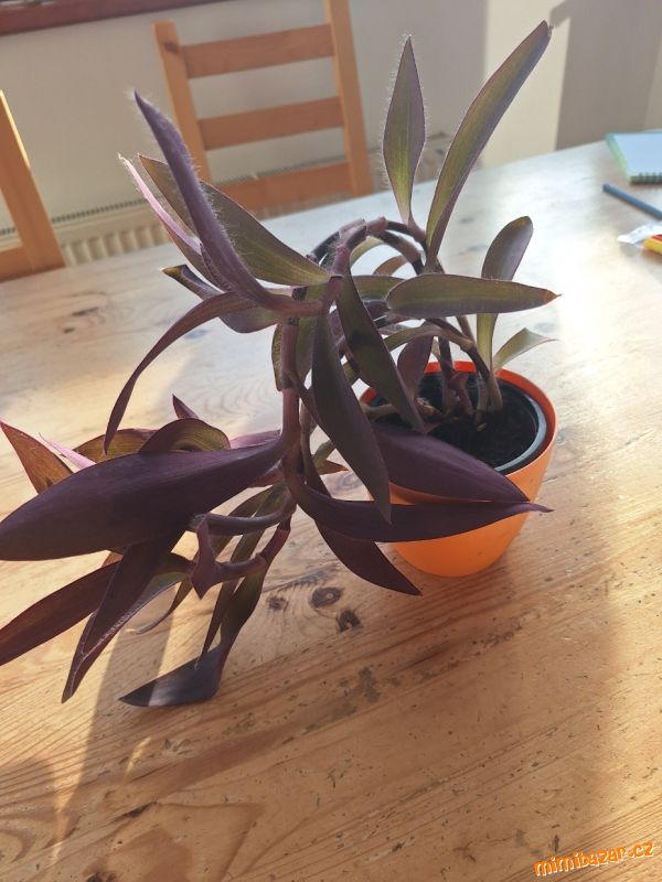 Podenka, nenáročná pokojovka