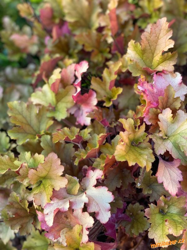 HEUCHERA - dlužicha