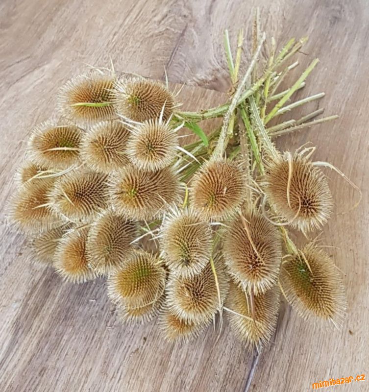 Okrasný bodlák / soukenická štětka. 1ks/5, -.