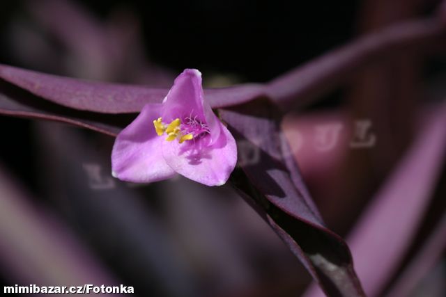 Fialová pokojová Voděnka