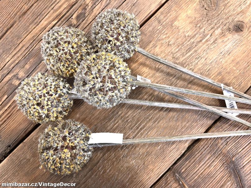 Rostlina Allium ...SKLADEM