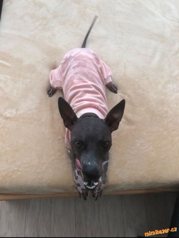 ???? bavlněný růžový obleček pro pejska, psí overa