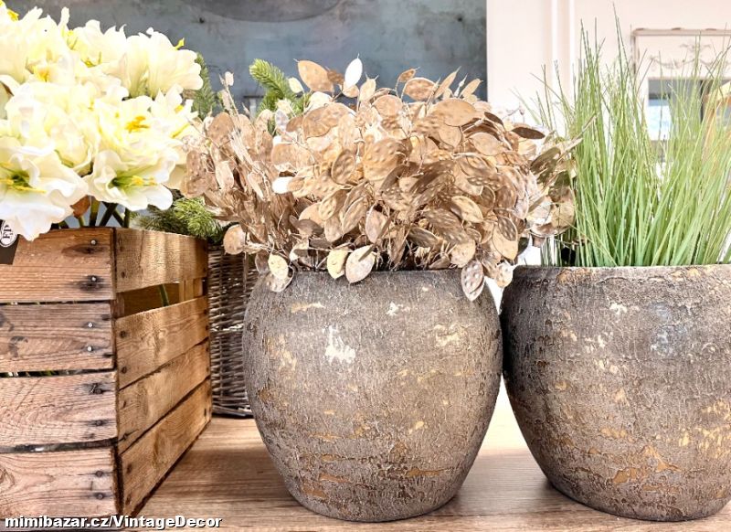 Měsíčnice šampaň 37 cm...SKLADEM