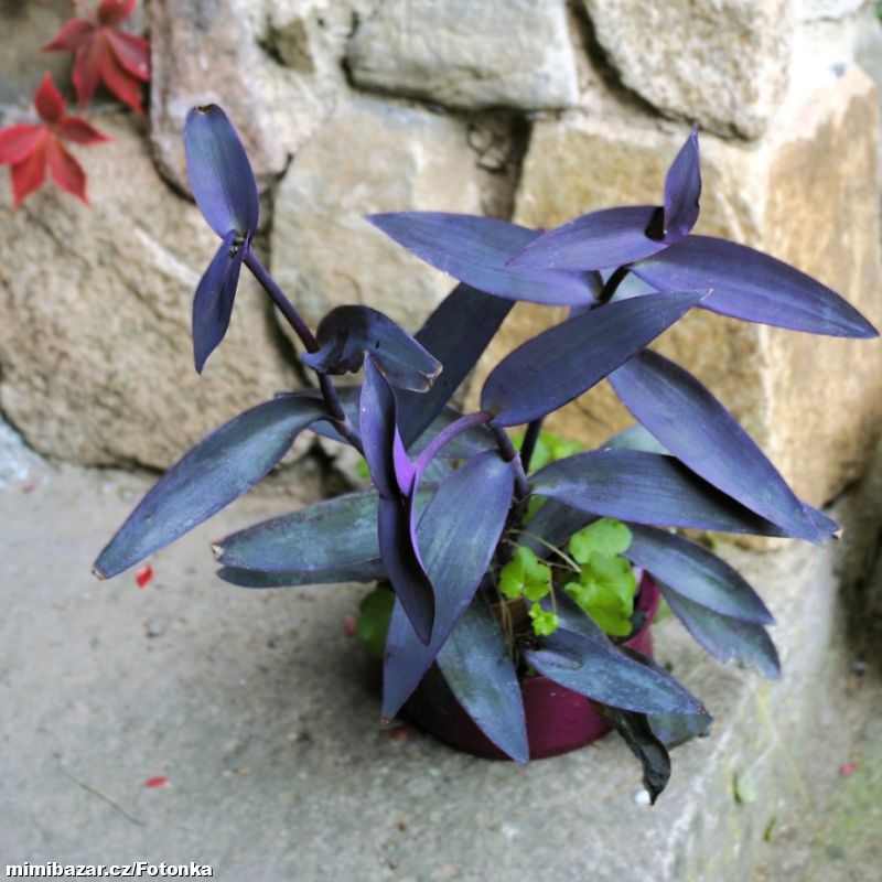 Fialová pokojová Voděnka, větší rostlina