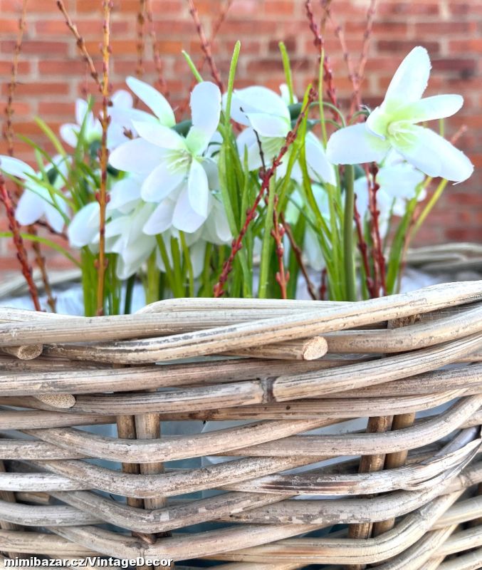 Sněženky s cibulkou…SKLADEM