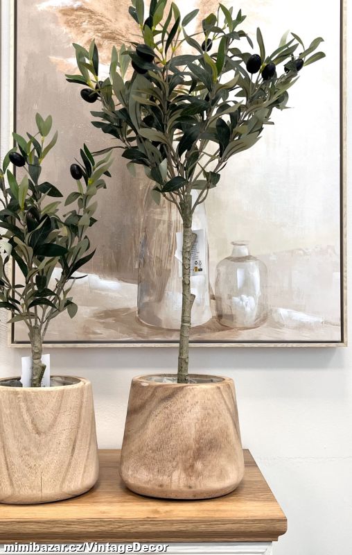 Olivovník cca 70 cm...SKLADEM