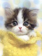 !!!! POŠTOVNÉ ZDARMA !!!!