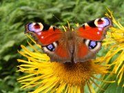 !!!! POŠTOVNÉ ZDARMA !!!!