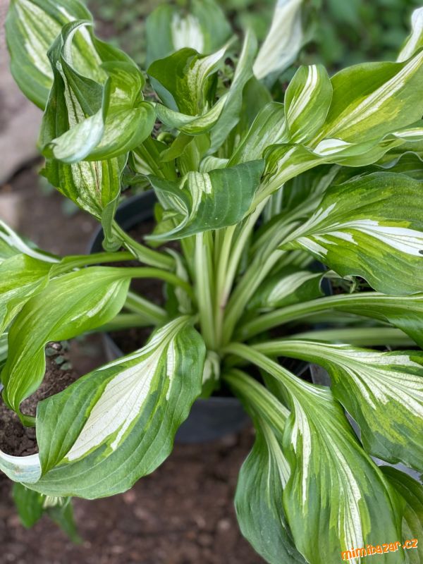 Bohyška-Hosta