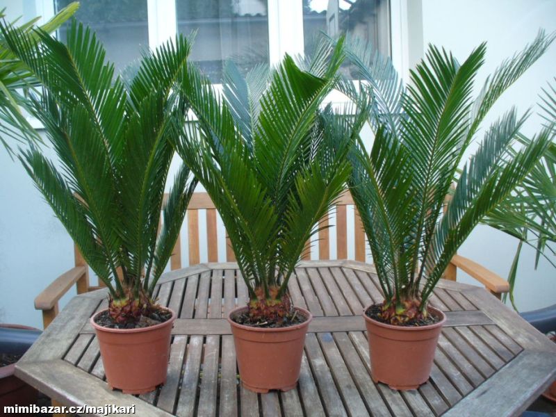 Cykas revoluta