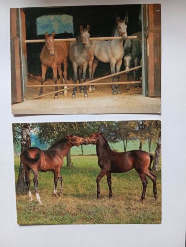 Starší pohledy koně, VF