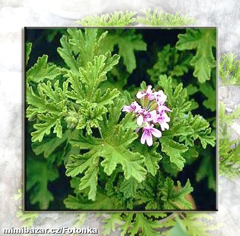 Velká rostlina Pelargonie LADY Plymouth - SPECIÁL