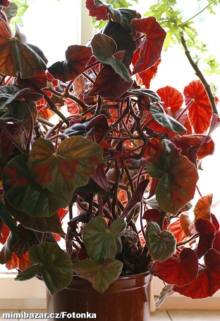 BEGONIE KRÁLOVSKÁ - BEGONIA REX, pokojová rostlina