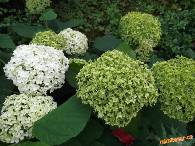 Prodam Hortenzie () Prodam Hortenzie