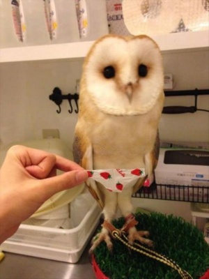 Roušky už nám všem lezou na...