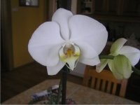 orchidej - Phalaenopsis - pěstování