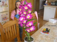 orchidea - DENDROBIUM NOBILE - pěstování