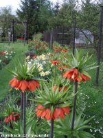 ZARUČENÝ  FÍGL NA UCPANÉ DUTINY!!!